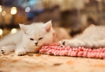 Why Labrosse Cleaning Products Are Perfect for Pet Owners